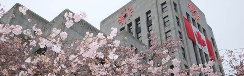 cherry tree blossom festival. 3000 cherry trees will be