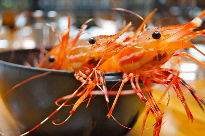 bc-spot-prawns-spotted-around-bc-good-life-vancouver