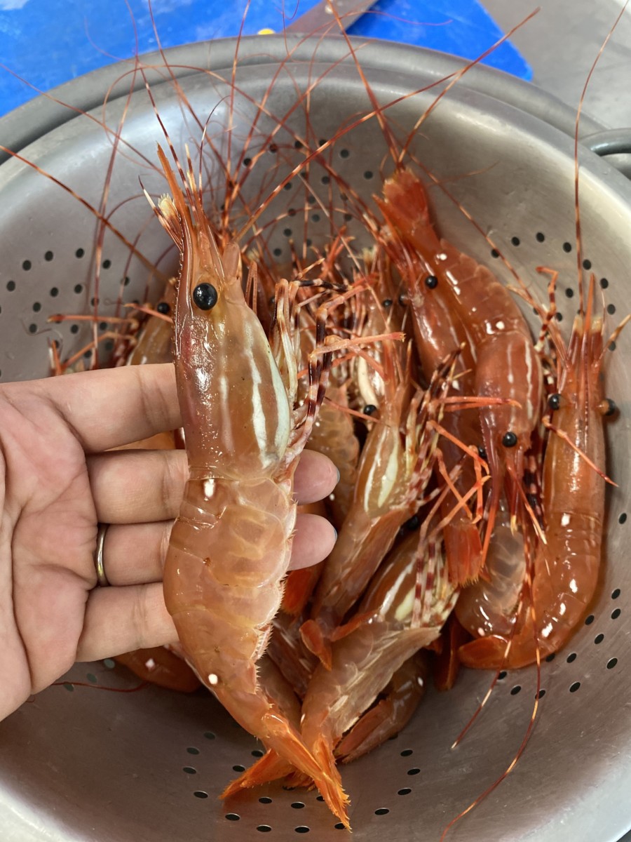 BC Spot Prawns Archives Good Life Vancouver